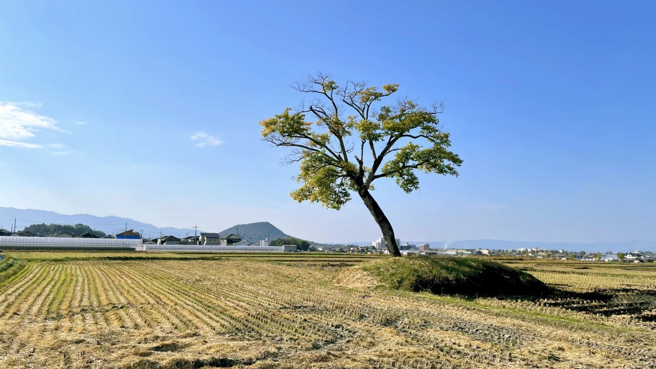 飛鳥時代の始まりの地】明日香村豊浦【古宮遺跡（古宮土壇）】 | みくるの森