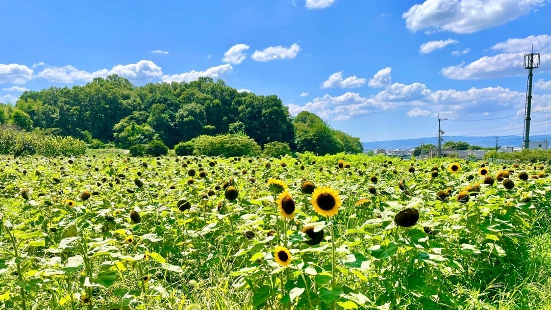 古墳を背景に広がる夏景色！1万本のひまわりと杣之内古墳群（天理市杣