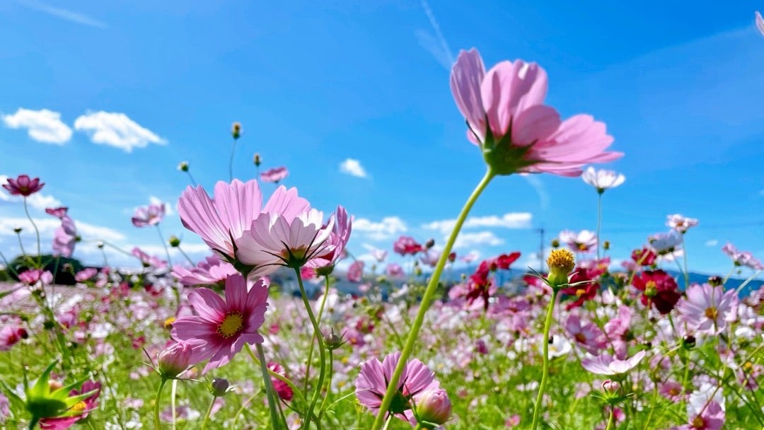アイキャッチ藤原宮跡のコスモス