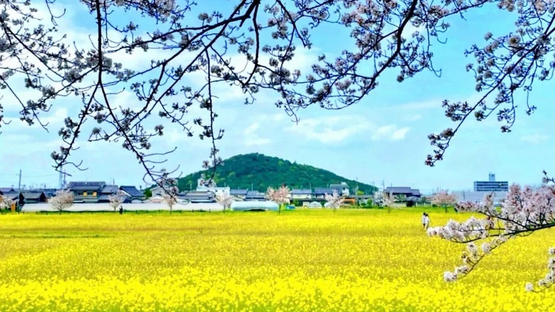 飛鳥・藤原の宮都】世界遺産登録へ！地元住民の熱い想いと19の構成資産