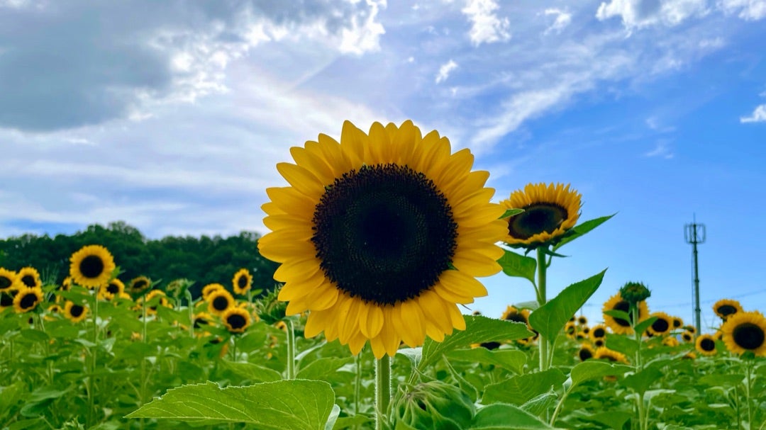 2025年最新】夏の思い出に！1万本のひまわりと古墳が出会う杣之内町の