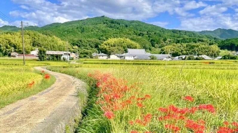 明日香村 彼岸花スポットまとめ 2025年最新｜見頃とアクセス情報